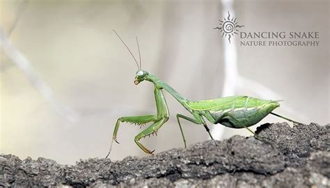 mantis queen.